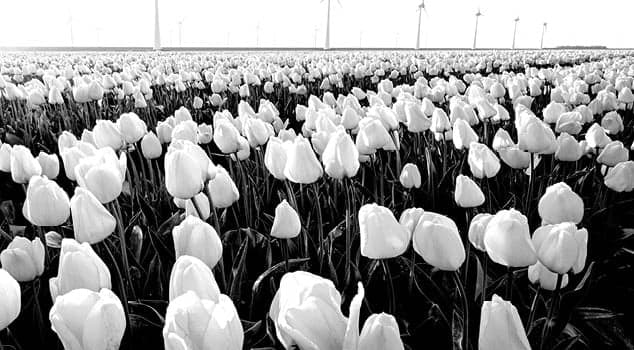 A field of tulips with windmills in the background