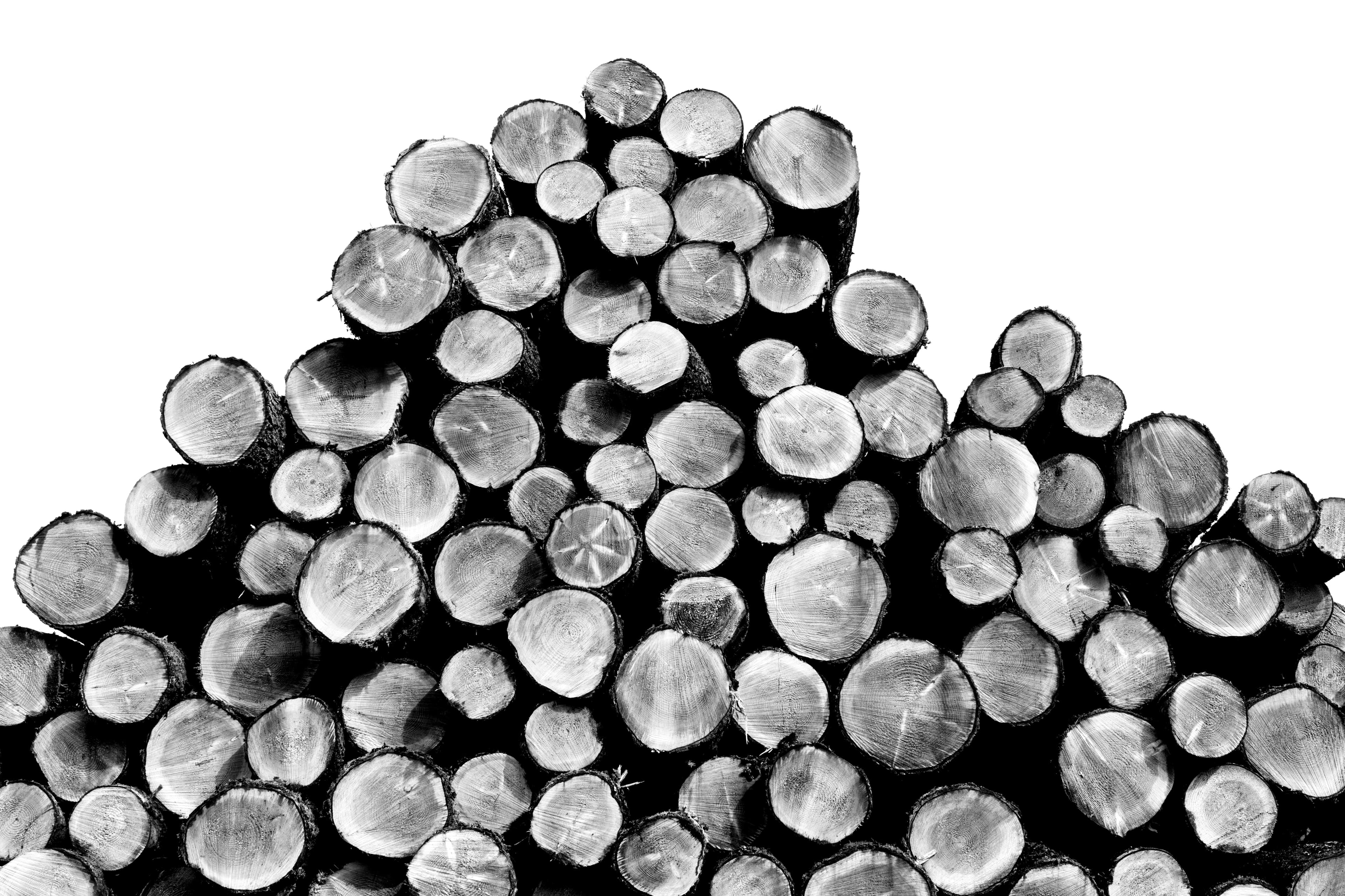 A pile of cut and stacked tree trunks in black and white