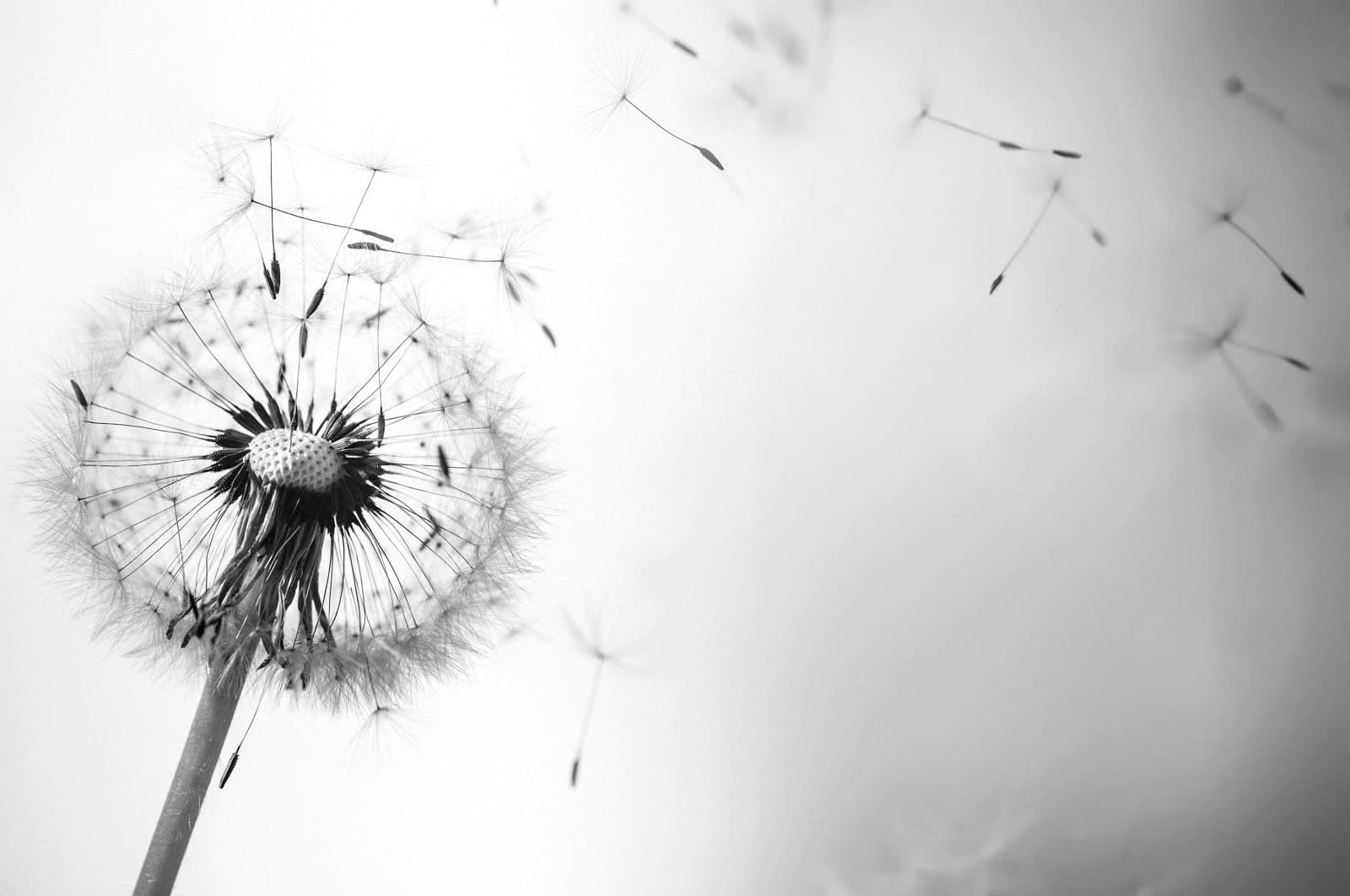 Closeup of a fluffy dandelion's seeds blowing in the wind