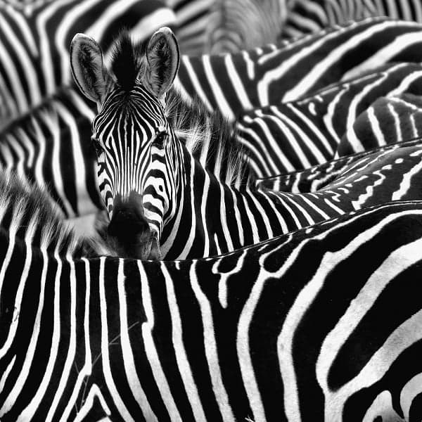 Zebra