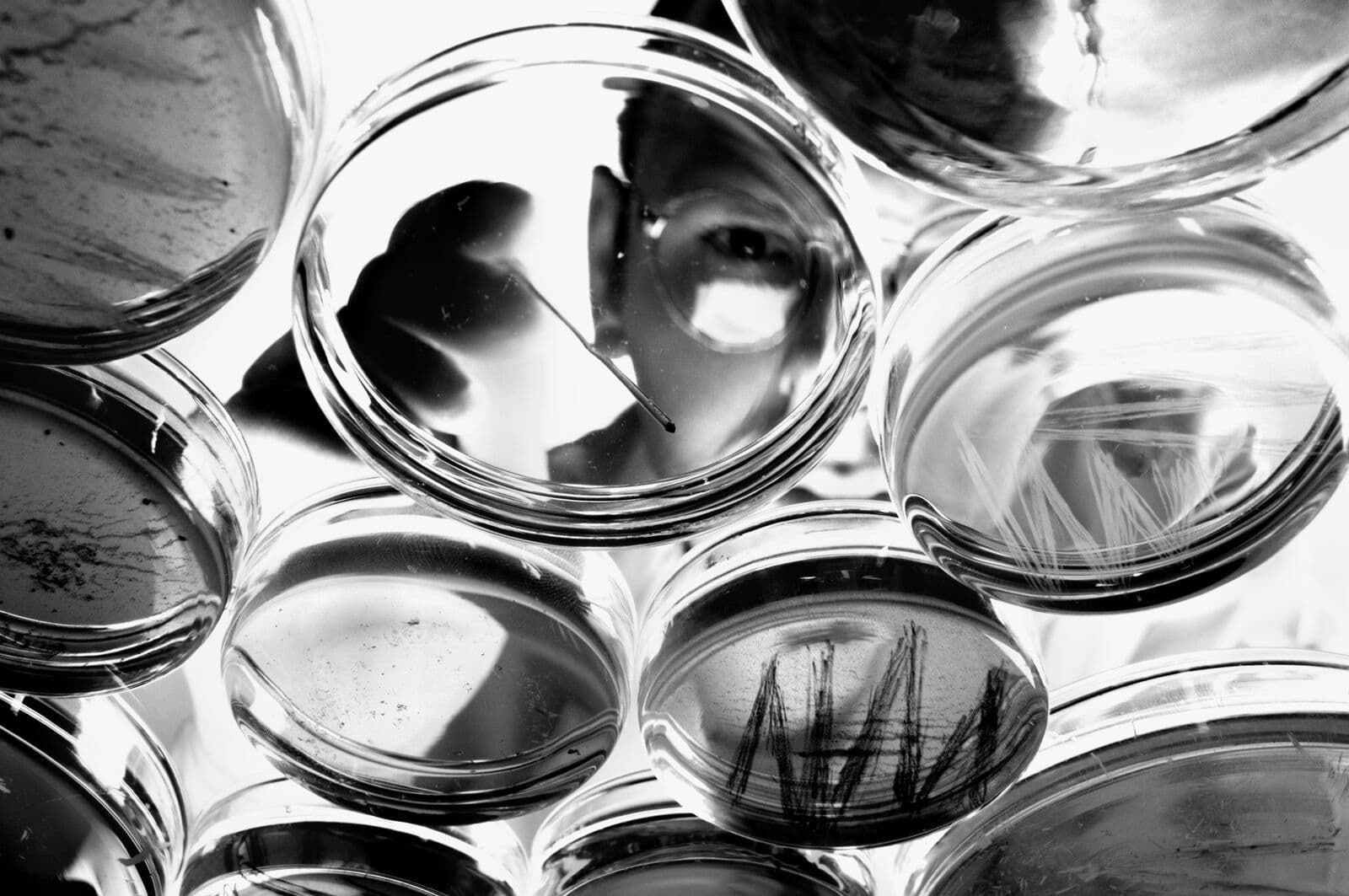 Petri dishes
