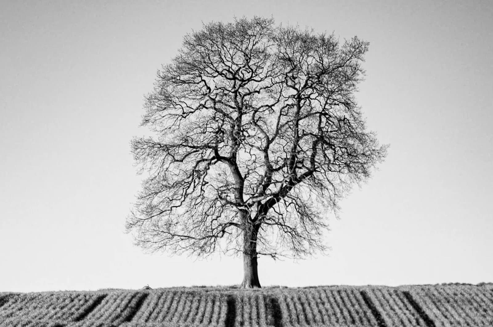 Tree without leaves in a field